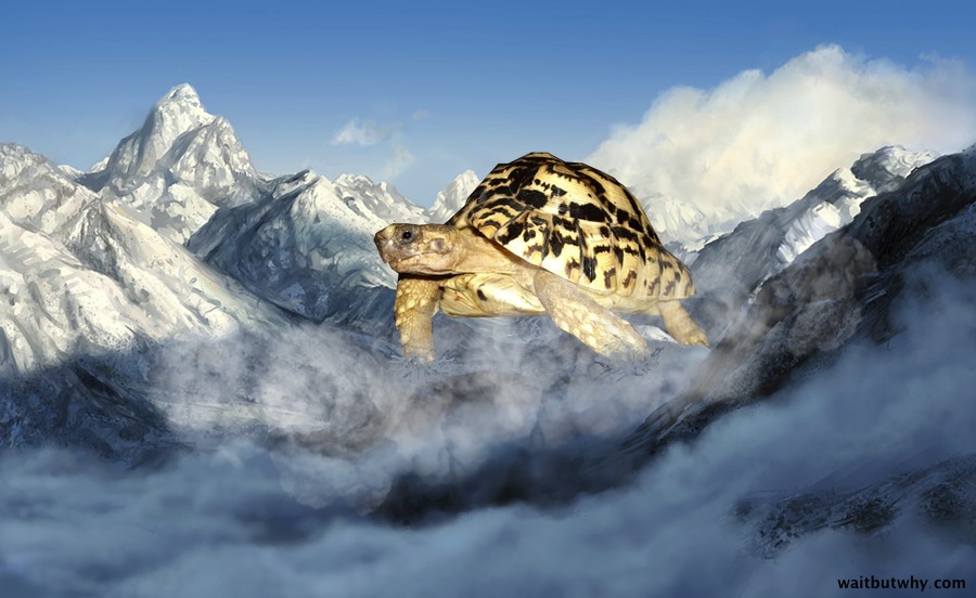 Largest Tortoise in the World