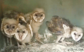 Owlsed00f0190655