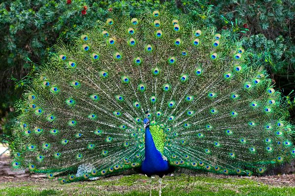 PeacockWithFannedTail600