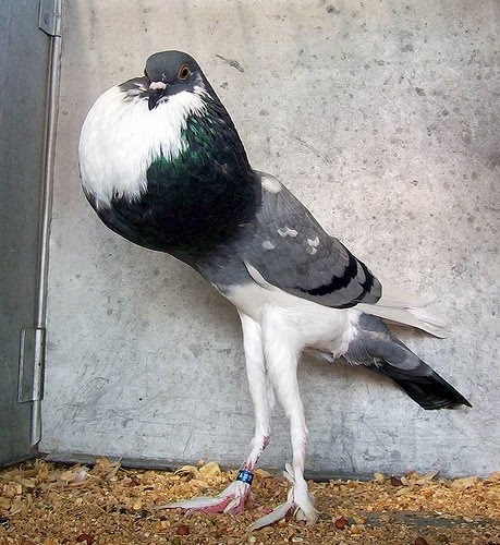 PigmyPouterPigeon11