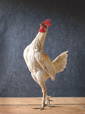 behumichicken1300