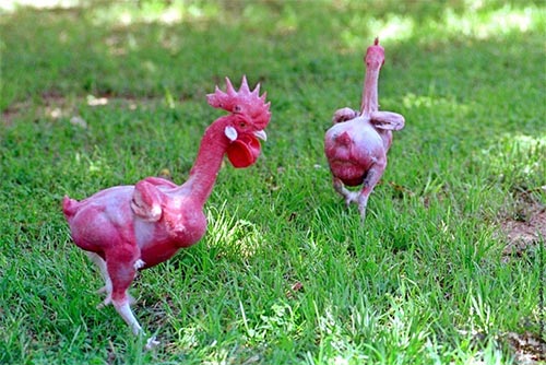 chfeatherlesschicken1
