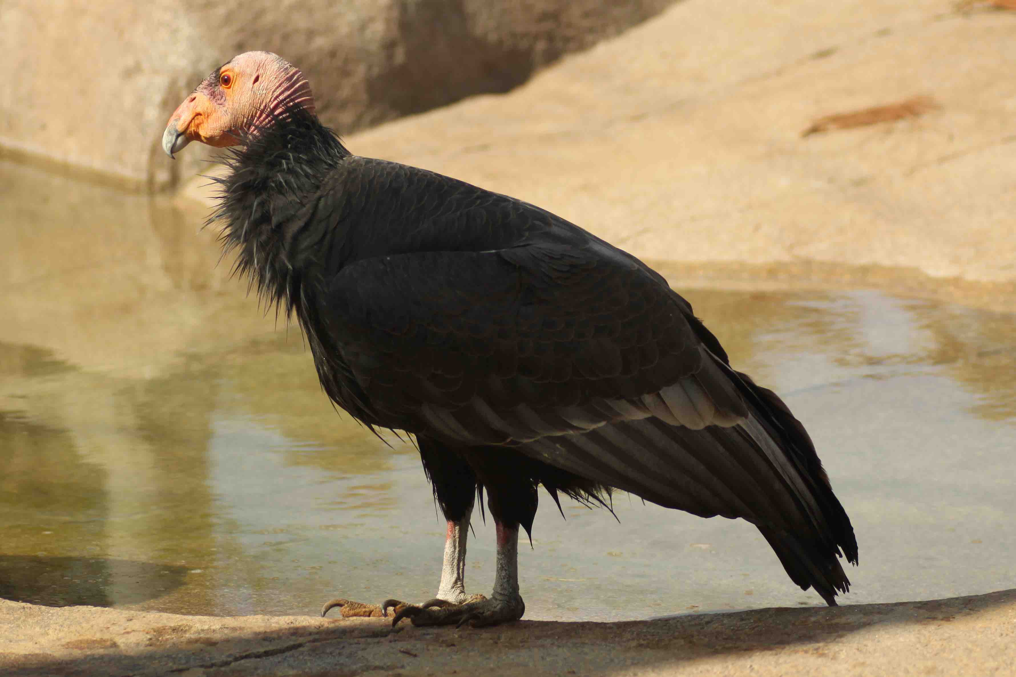csfleGymnogypscalifornianus-SanDiegoZoo-8a