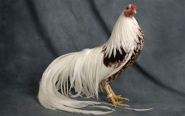 fachickens-yokohama1834737i