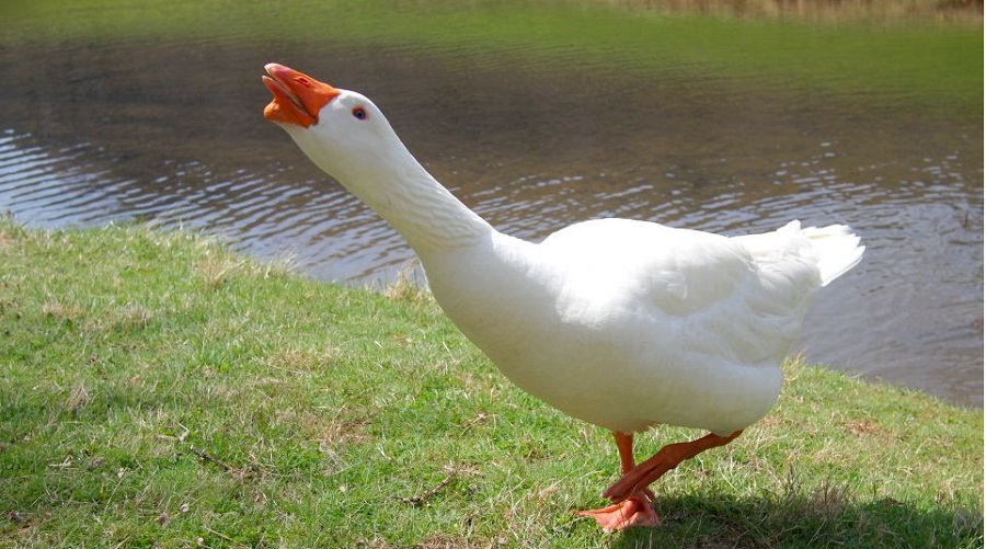 geangrygoose