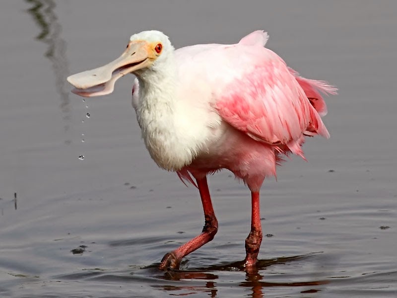 jozTX10 roseate spoonbill 1110742