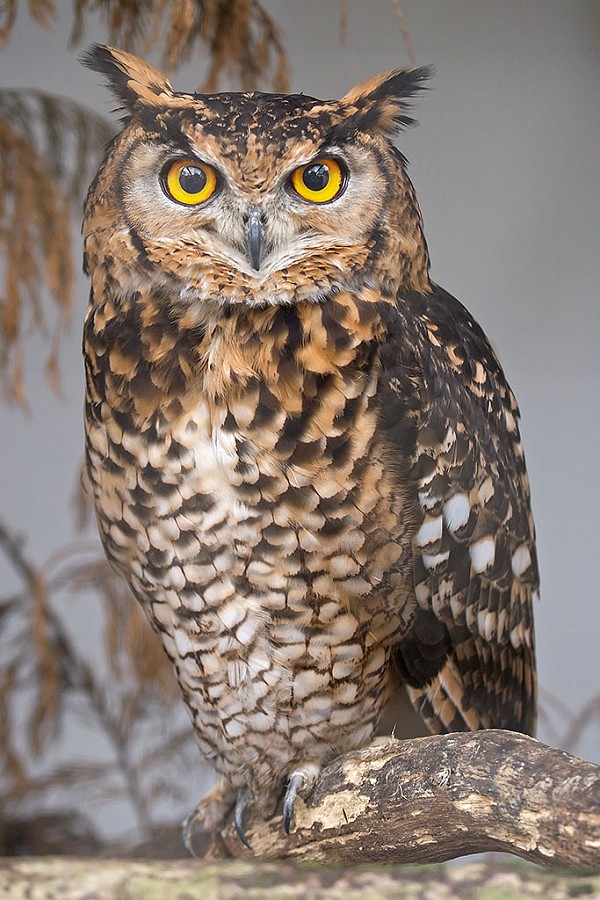 owEagleOwlface