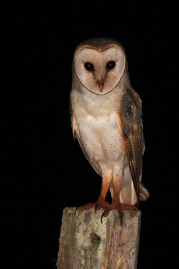 owIMG12047EasternBarnOwl