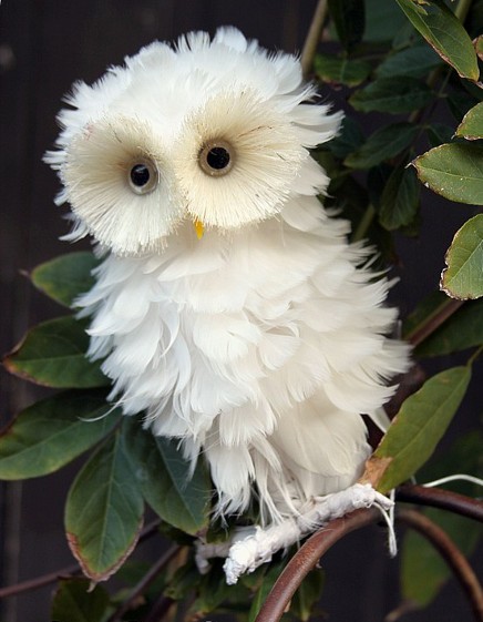 profea16397-funnywhiteowl2892012