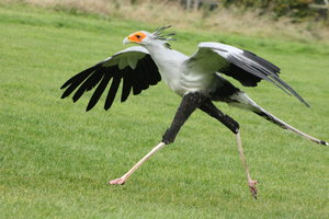 prozmadeleinesecretarybirdbyskarkdahn-d5iqi89
