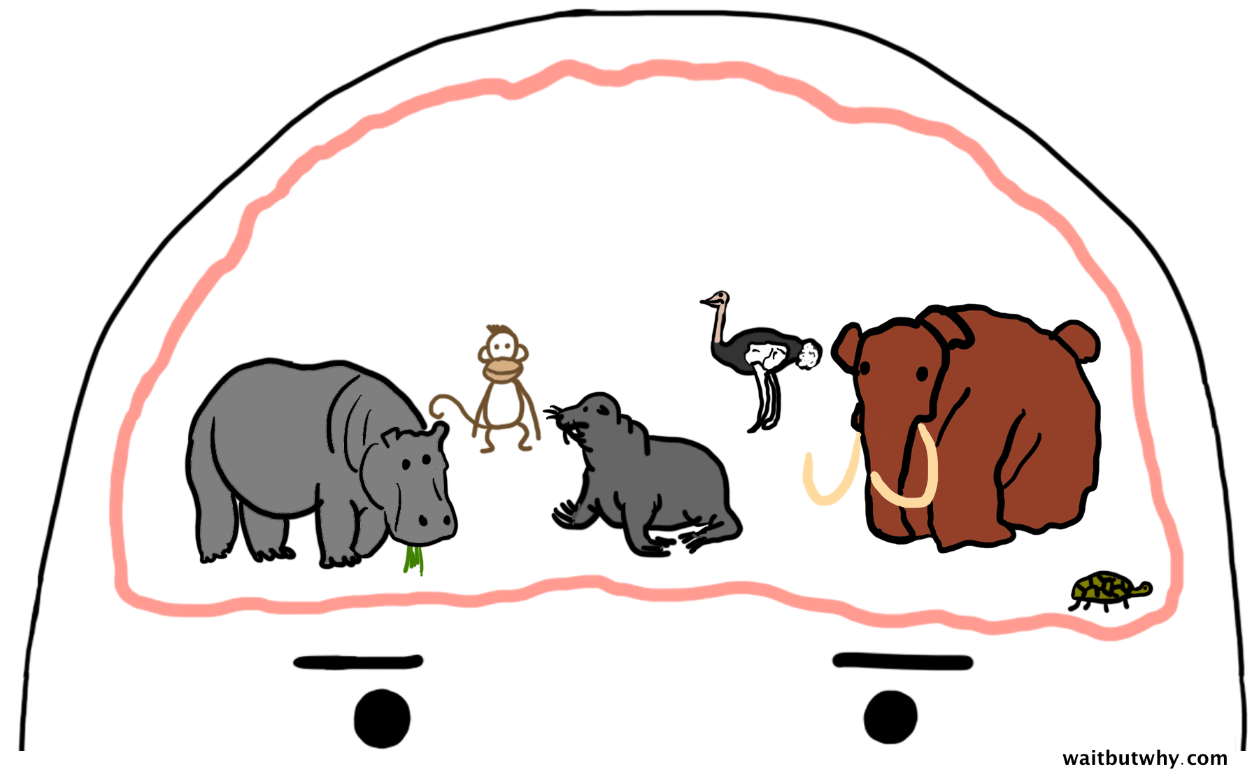 normal animal brain