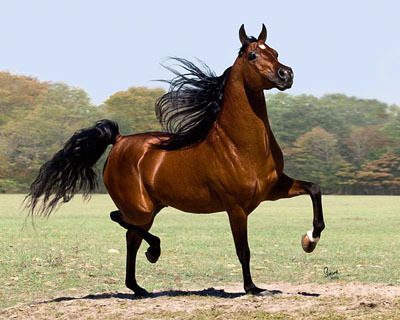 Show Horse