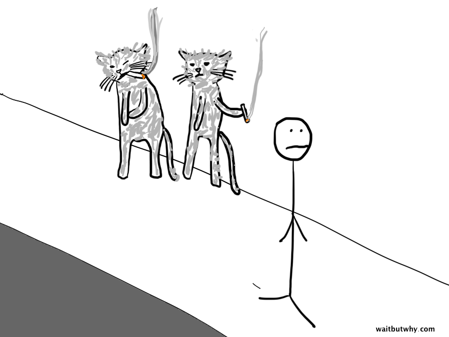 Stray Animals