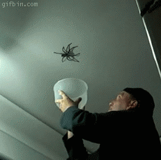 Spider GIF