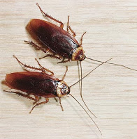 Cockroaches