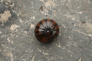 Pill bug