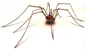 Daddy Long Legs