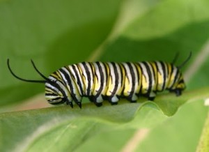 Caterpillar