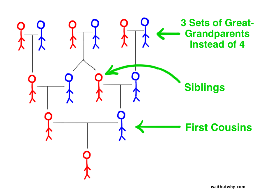 pedigree collapse stick family tree showing that the child of first cousins only has three sets of great-grandparents